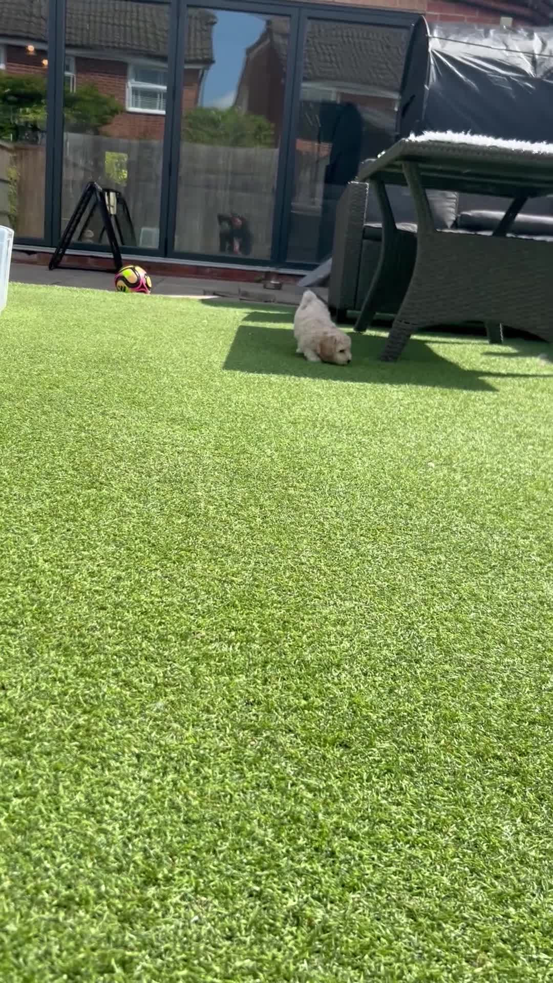 Cockapoo dogs for sale: Our little beauties in York - Video 4