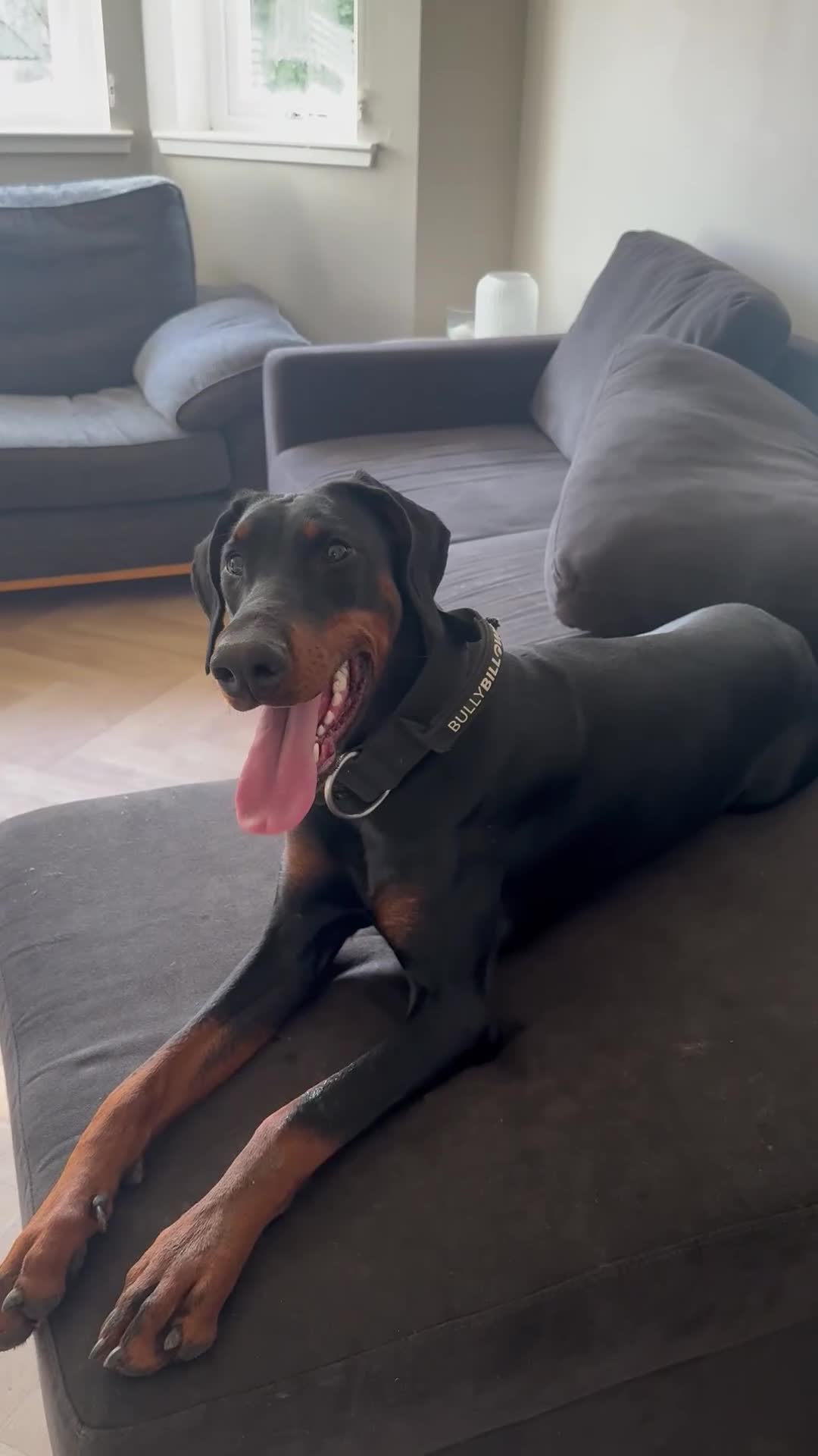 Dobermann dogs for sale: Female Doberman for sale  - Video 1