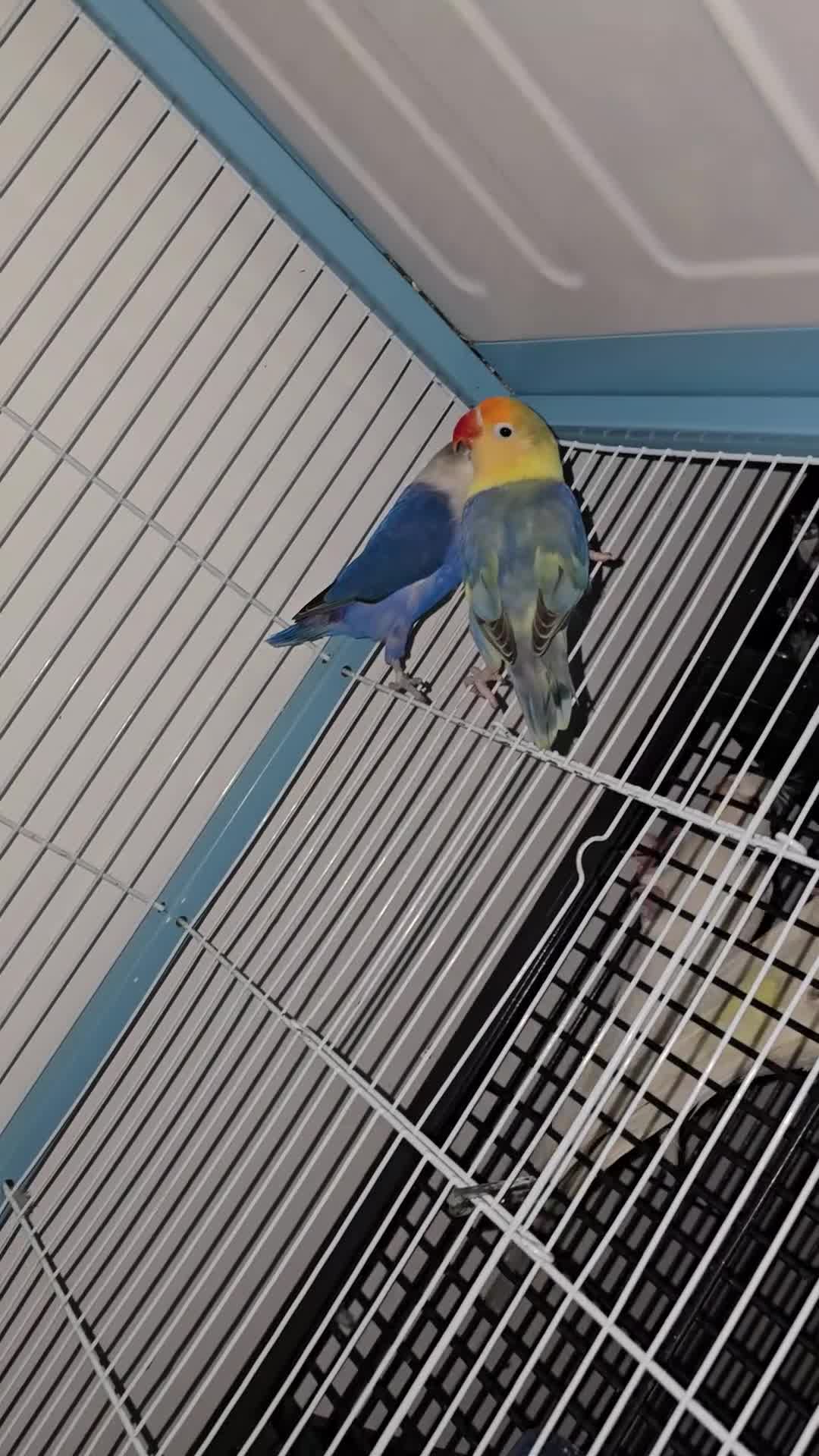 Parrots birds for sale: Lovebirde pairs 2x🦜  - Video 2