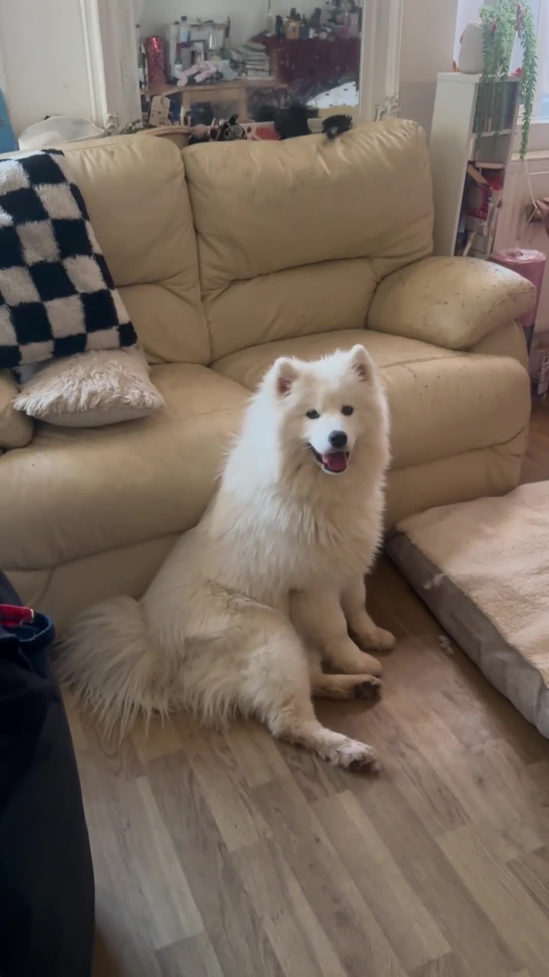 Samoyed dogs for sale: URGENT: 1-Year-Old Dog Needs Home in 7 Days - Video 1