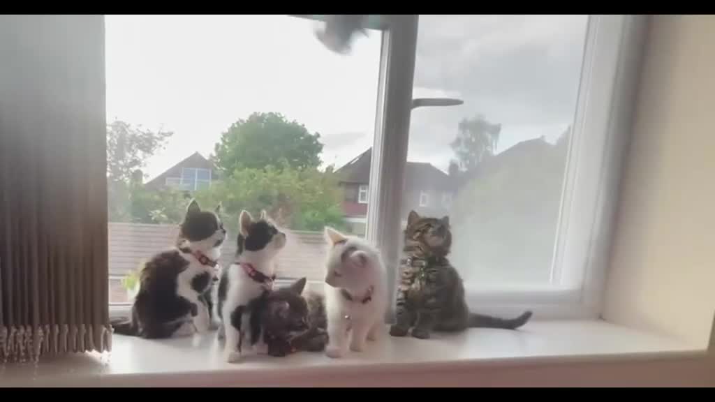 Mixed Breed cats for sale: Six Adorable Ragdoll X Norwegian Forest Kittens - Video 4