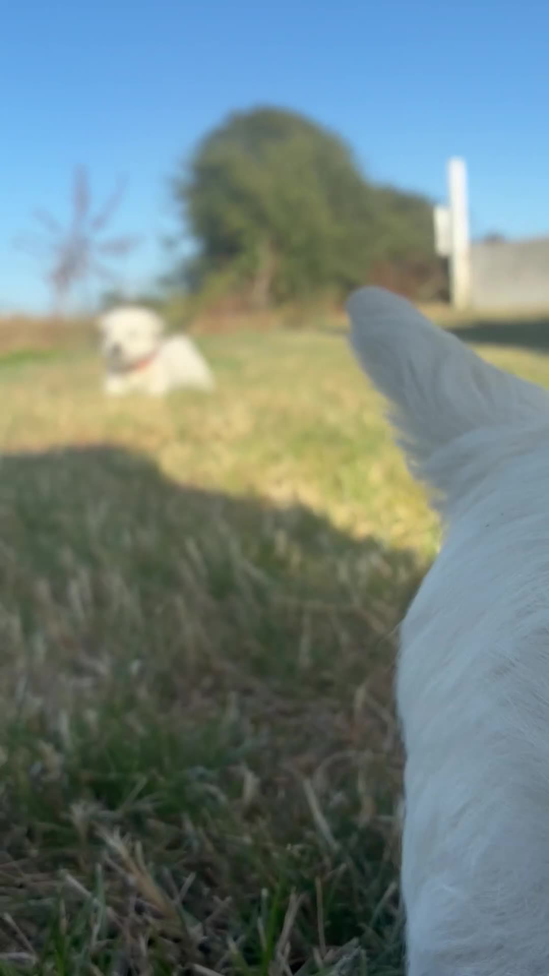 West Highland Terrier dogs for sale: West highland terrier puppies  in Northampton - Video 1