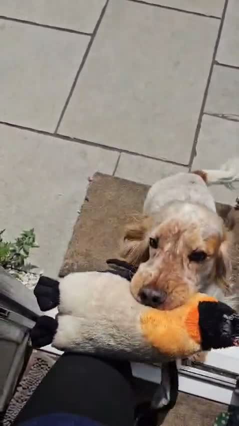 Cocker Spaniel dogs for stud: Cocker spaniel show for stud - Video 1