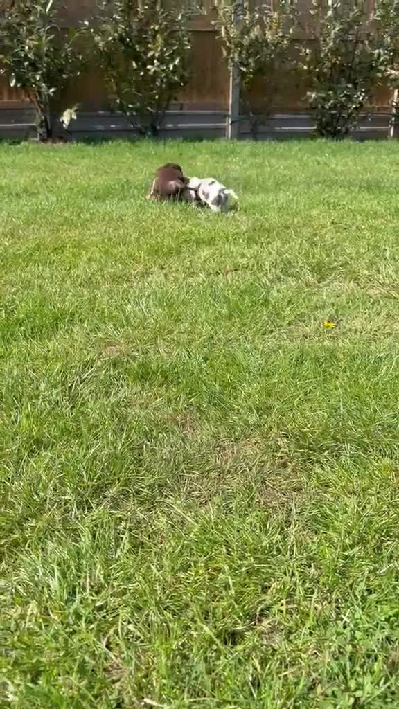 Cocker Spaniel dogs for sale: Cocker Spaniel puppies - Video 1