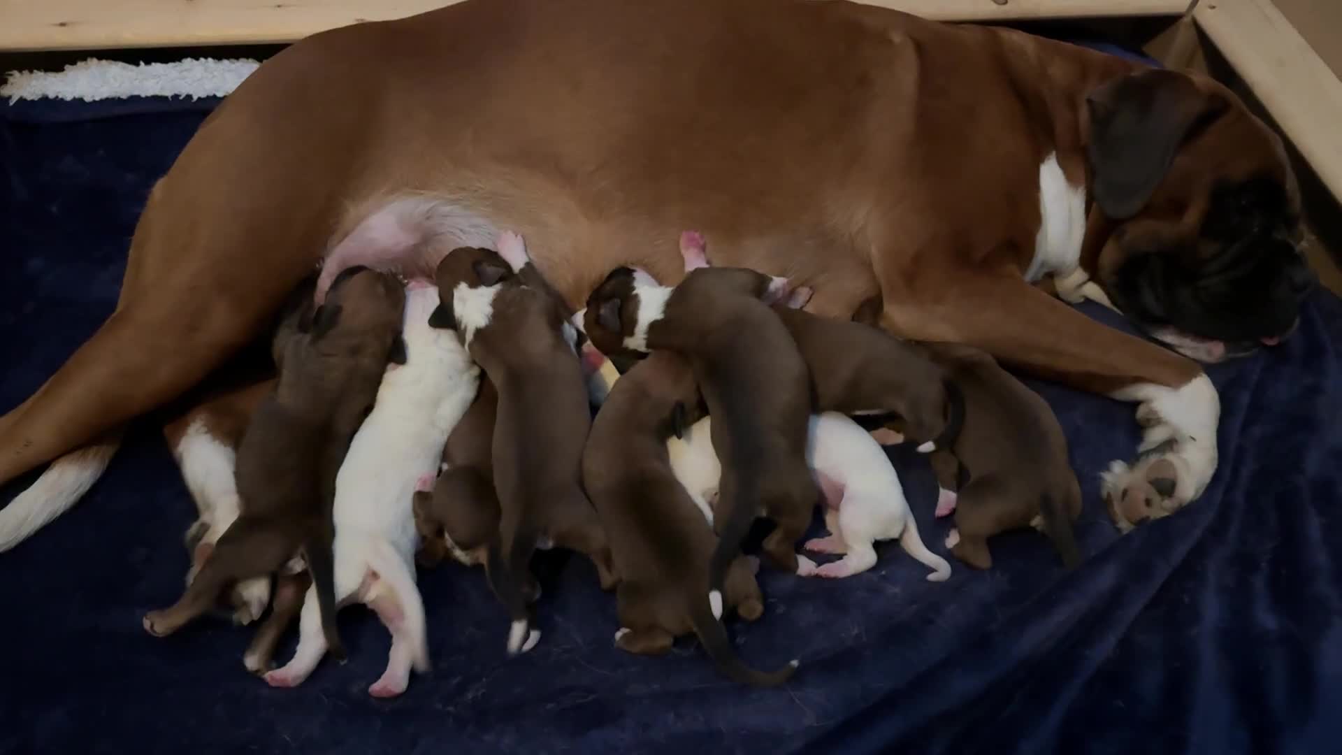 Boxer dogs for sale: KC Registered Boxer Puppies - Video 1