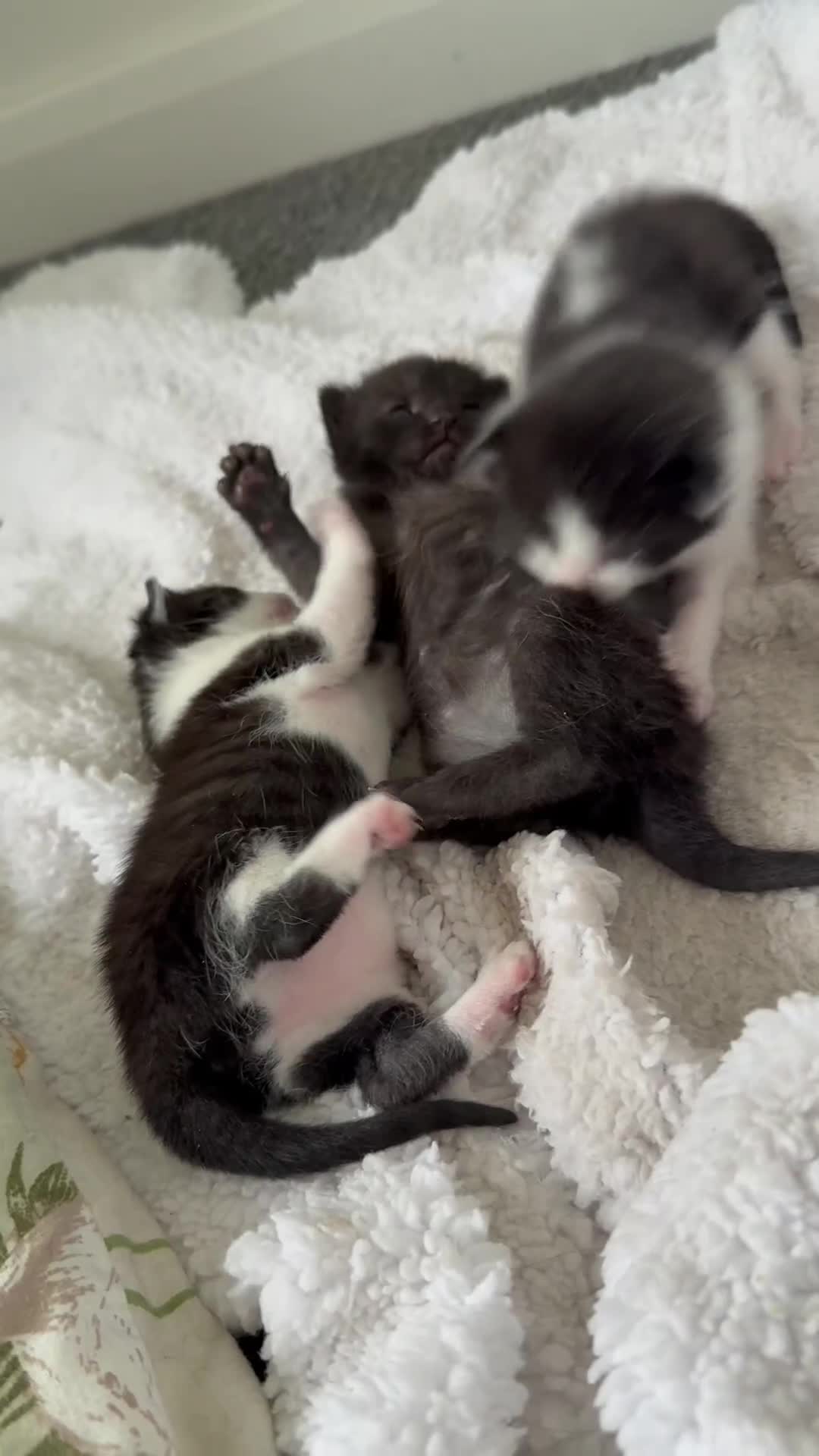 Mixed Breed cats for sale: 3 beautiful kittens looking for forever homes - Video 1