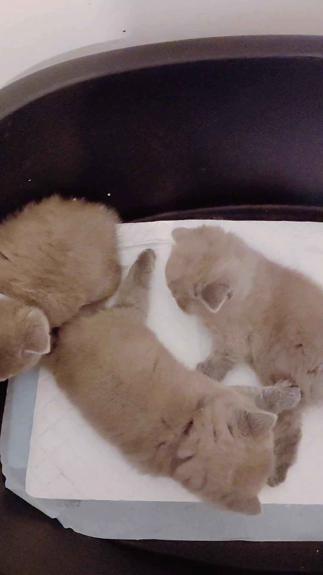 British Shorthair cats for sale: British Shorthair kittens  - Video 1