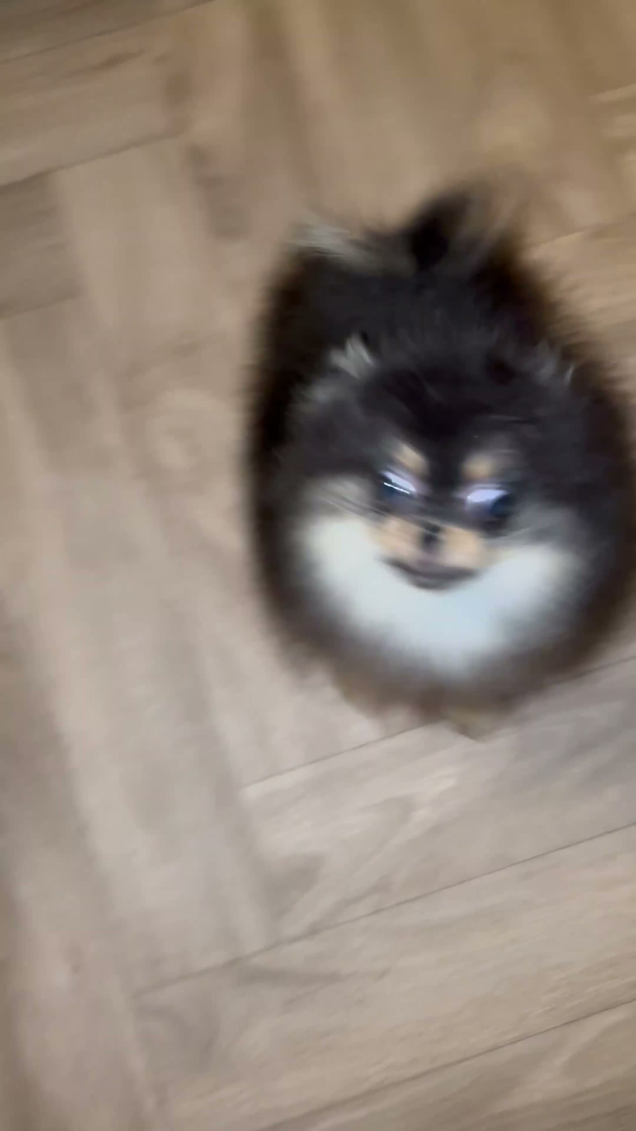 Pomeranian dogs for sale: Girl Pomeranians 🖤🤍 - Video 2