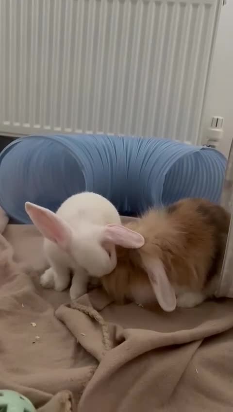Mixed Breed rabbits for sale: Bonded Male Rabbits  in Broxburn - Video 3