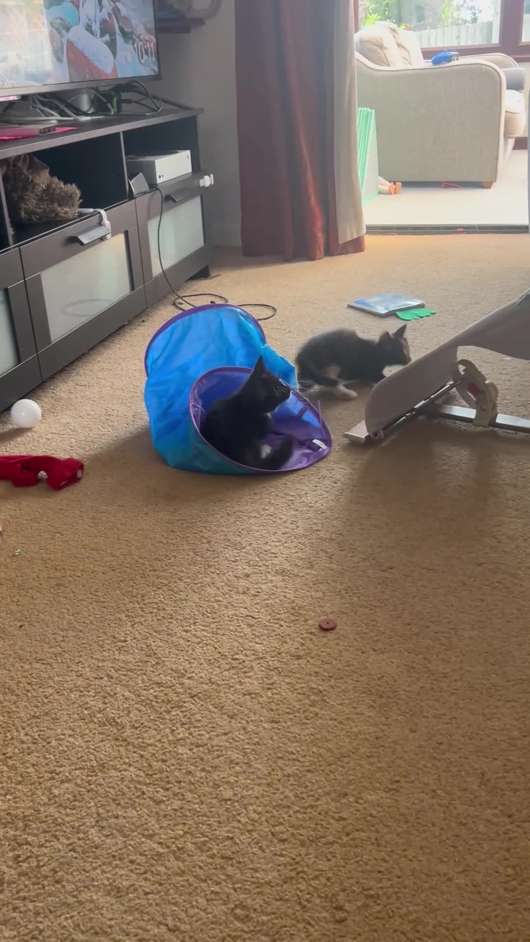 Domestic Shorthair cats for sale: Kitties to rehome with EVERYTHING INCLUDED  - Video 1