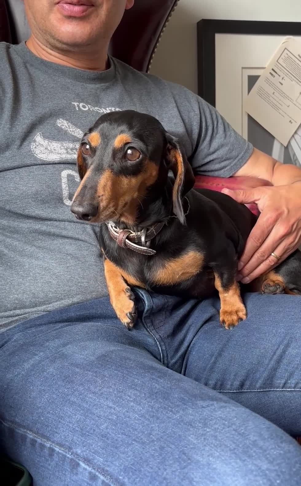 Miniature Dachshund dogs for sale: Miniature Dachshund, London, KC Registered  - Video 2