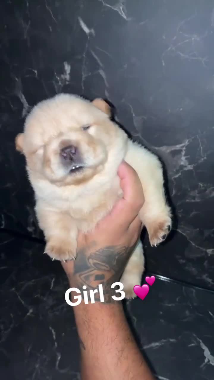 Chow Chow dogs for sale: Chow chow Puppies  - Video 3