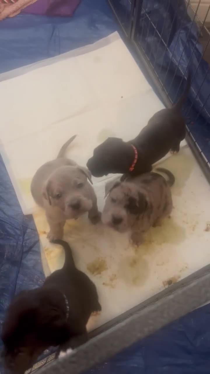 Cane Corso dogs for sale: CANE CORSO PUPS READY TO LEAVE £1000 - Video 4