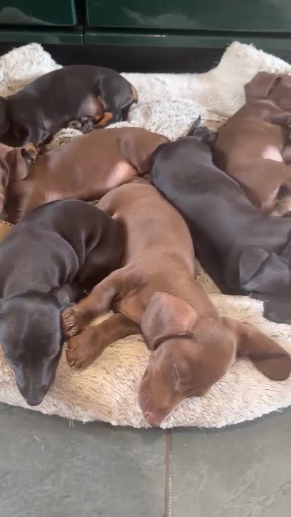 Miniature Dachshund dogs for sale: Ludlow KC Reg Miniature Dachshund Puppies - Video 2