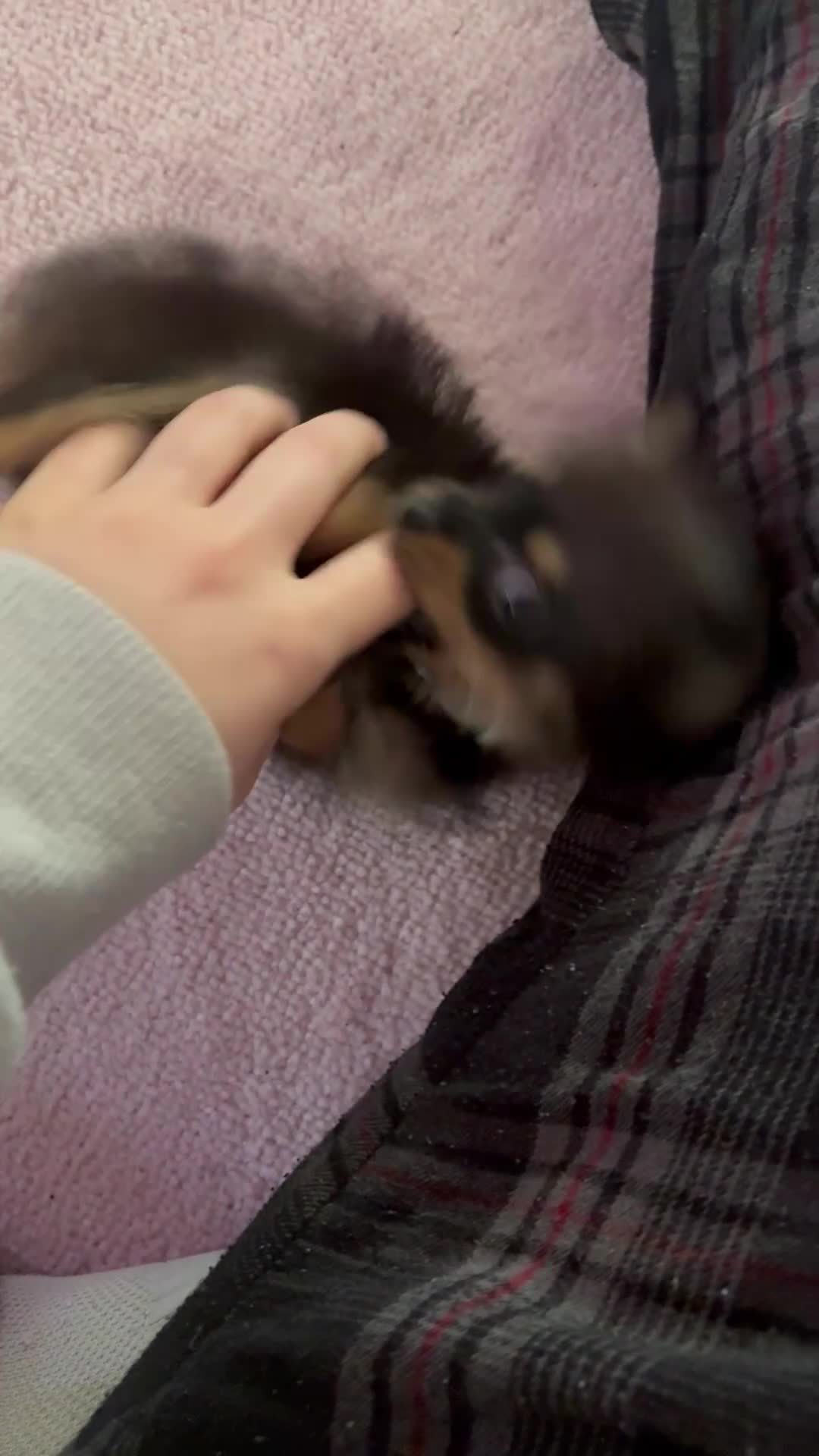 Chihuahua dogs for sale: 10 Week Old Pure-Bred Chihuahua Puppies - Video 1