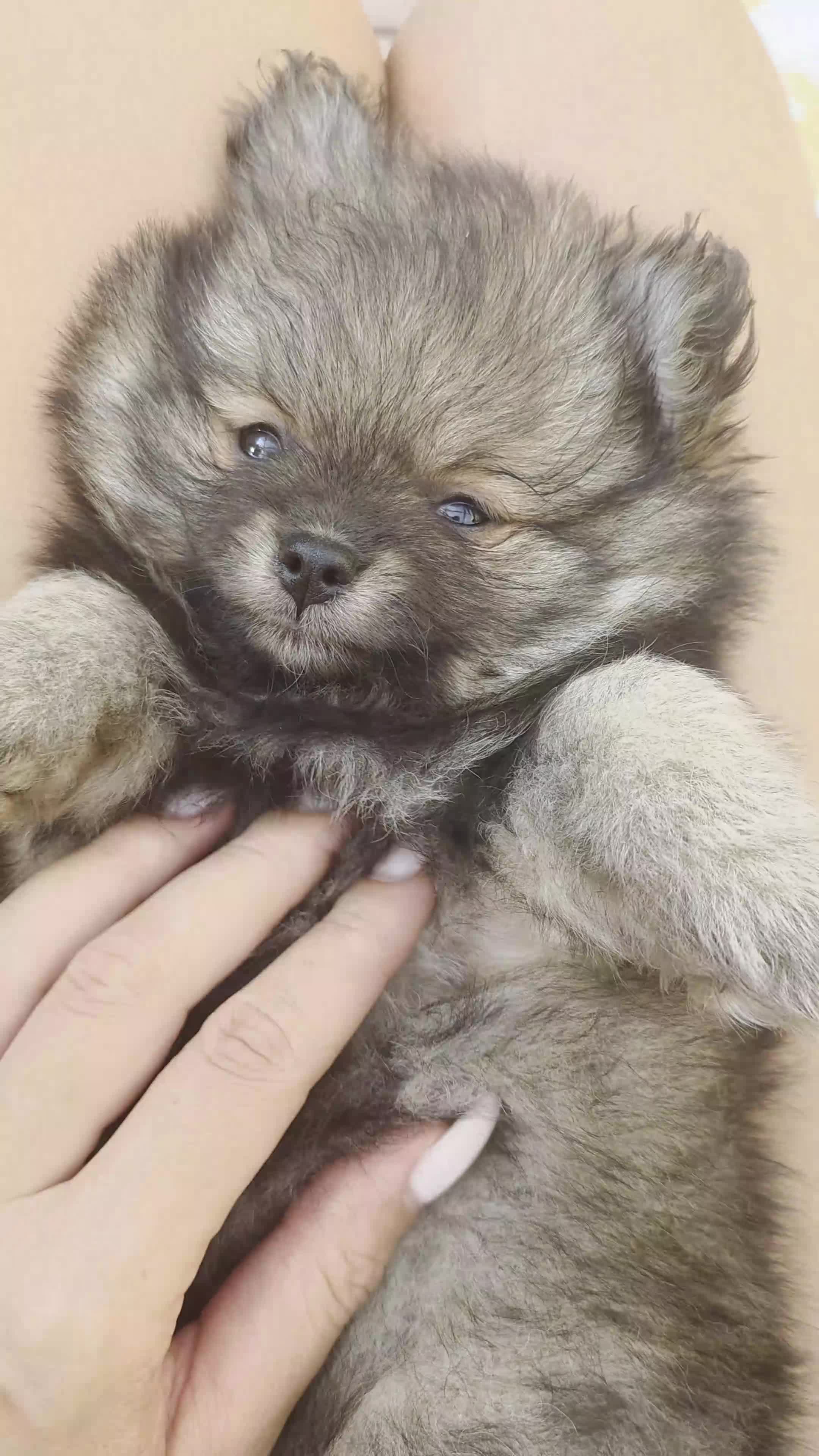 Pomeranian dogs for sale: LAST POMERANIAN BEAR LEFT! - Video 1