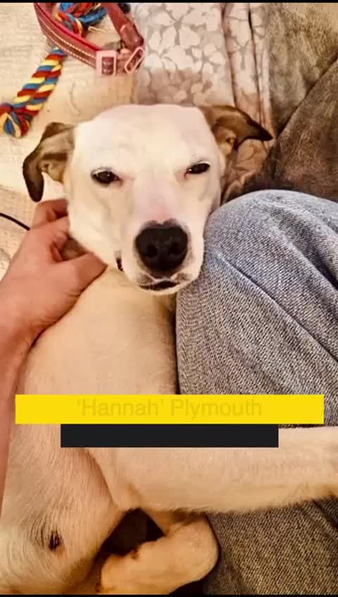 Mixed Breed dogs for adoption: Hannah, 2-3 yrs old. Available for adoption. - Video 4