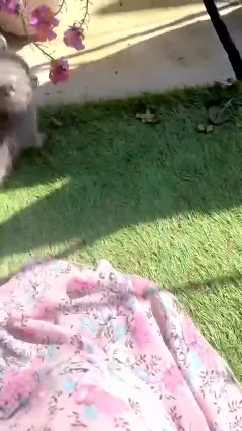 British Shorthair cats for sale: Beautiful british shorthair kittens  - Video 1