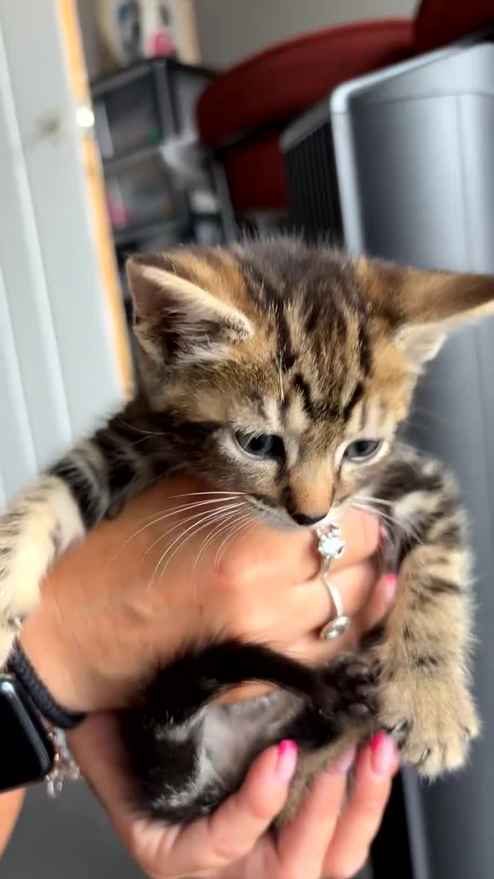 Mixed Breed cats for sale: 3 kittens for sale  - Video 3
