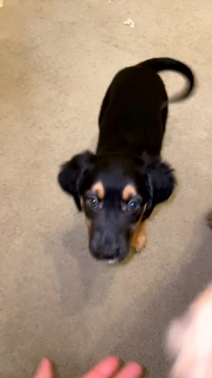 Mixed Breed dogs for sale: MIXED BREED PUPPIES NEEDING URGENT HOMES - Video 1