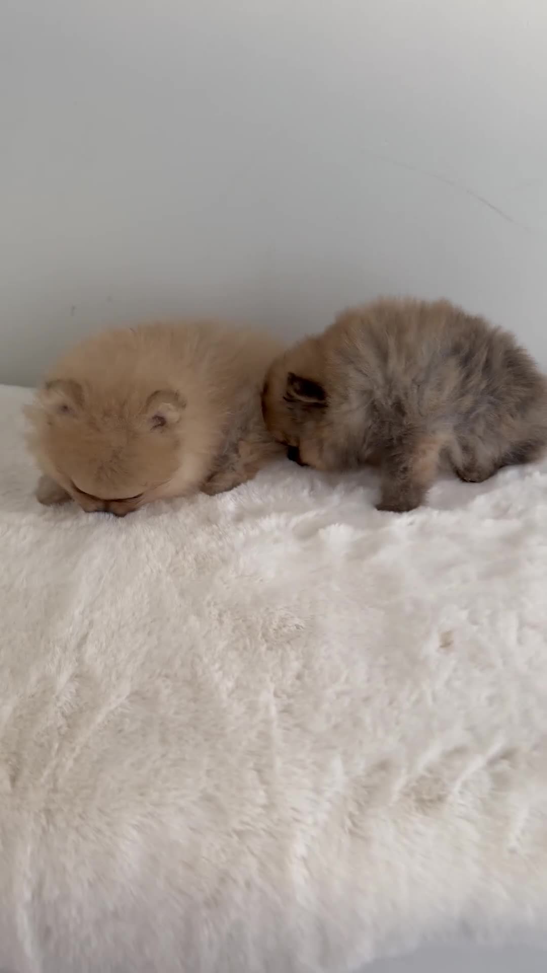 Pomeranian dogs for sale: Rare MINI TOY POMERANIAN puppies for sale! in London - Video 1