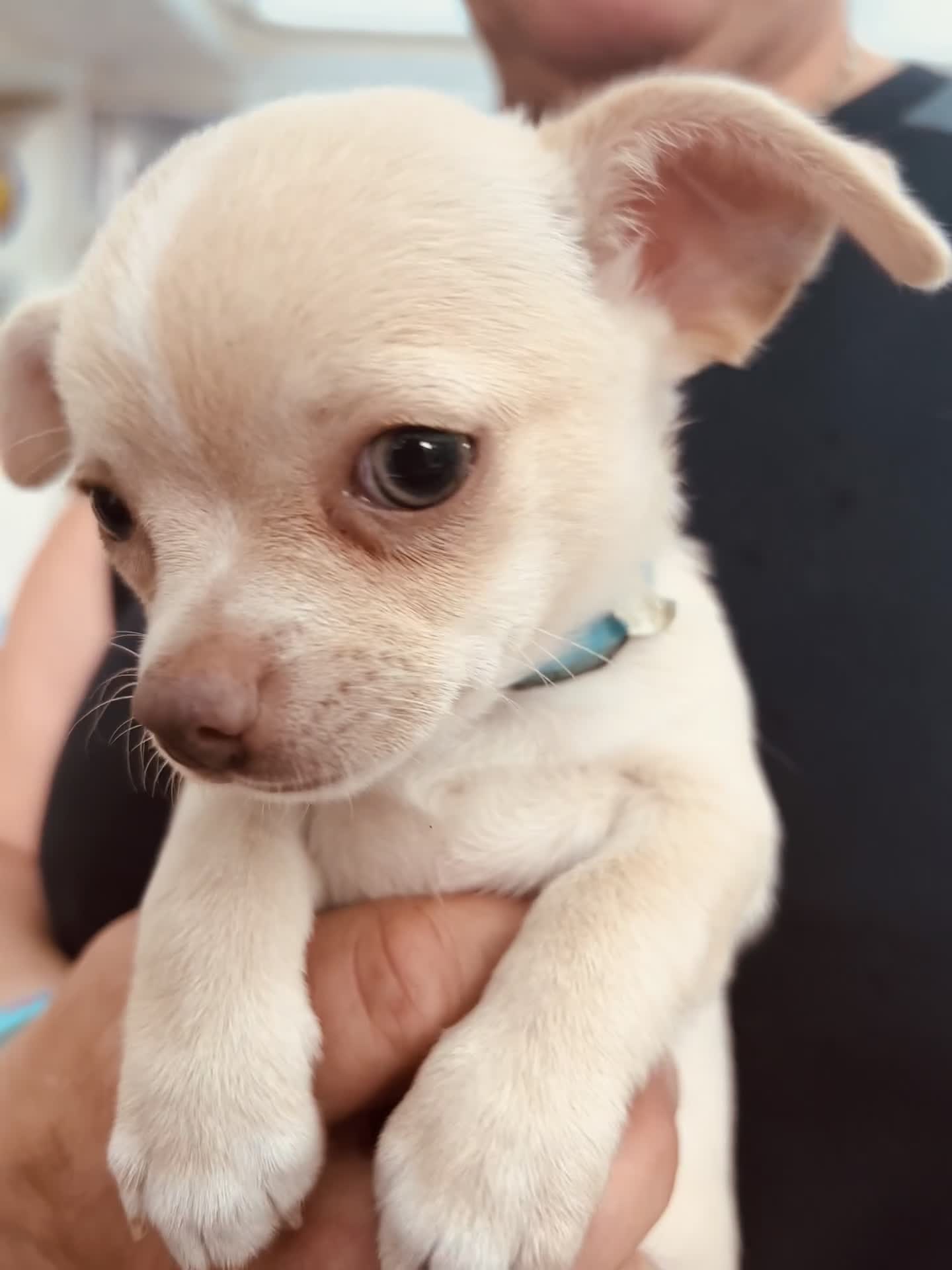 Chihuahua dogs for sale: CHIAHUAHUA PUPPYS - Video 2