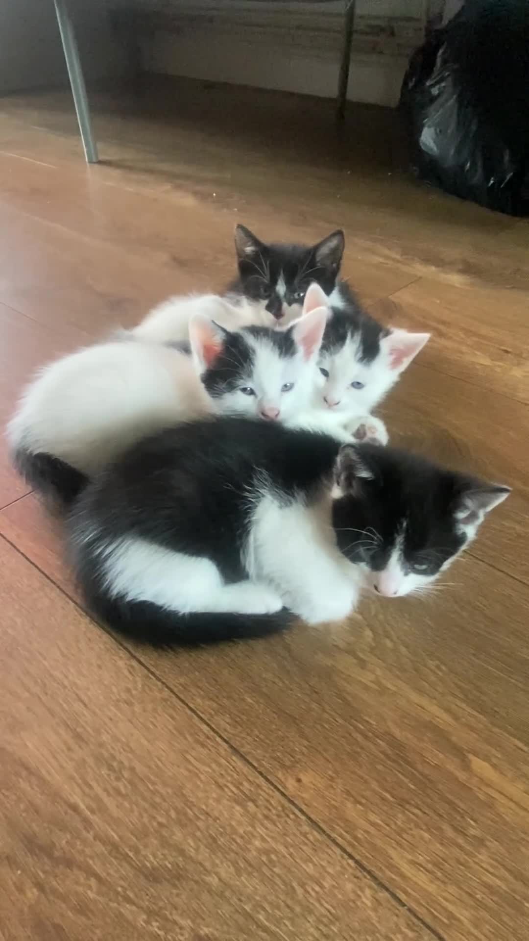 Domestic Shorthair cats for sale: Luna, Snow, Minx & Oreo - 10 Weeks old - Video 3