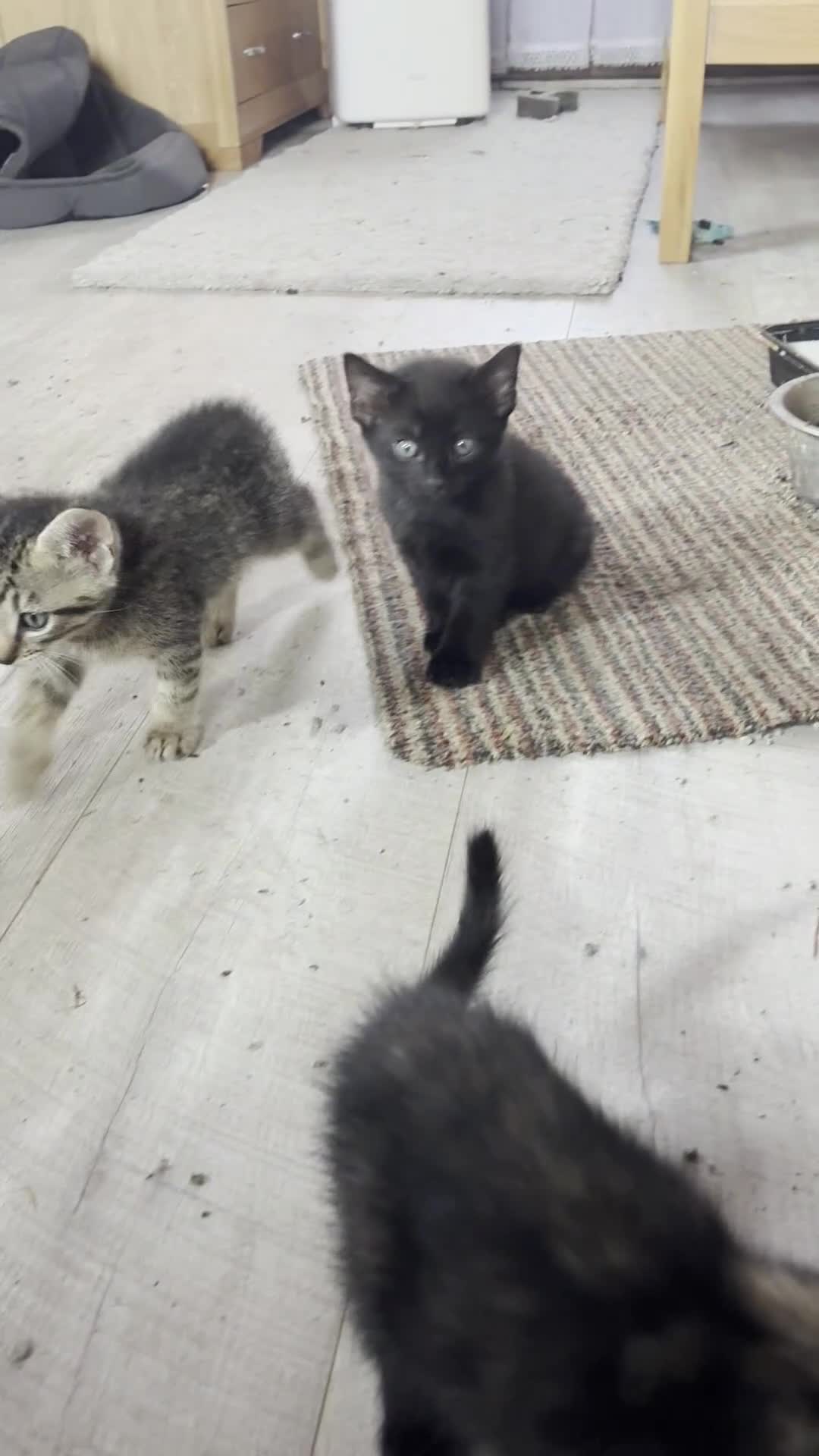 Mixed Breed cats for sale: Mixed Breed Kittens - Video 1