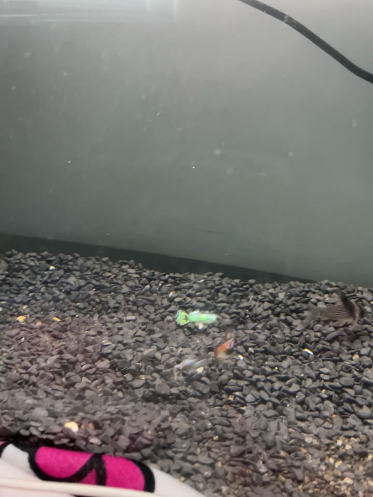 Corys fish for sale: 3 Corys and 4 make guppies for sale  in Leicester - Video 1