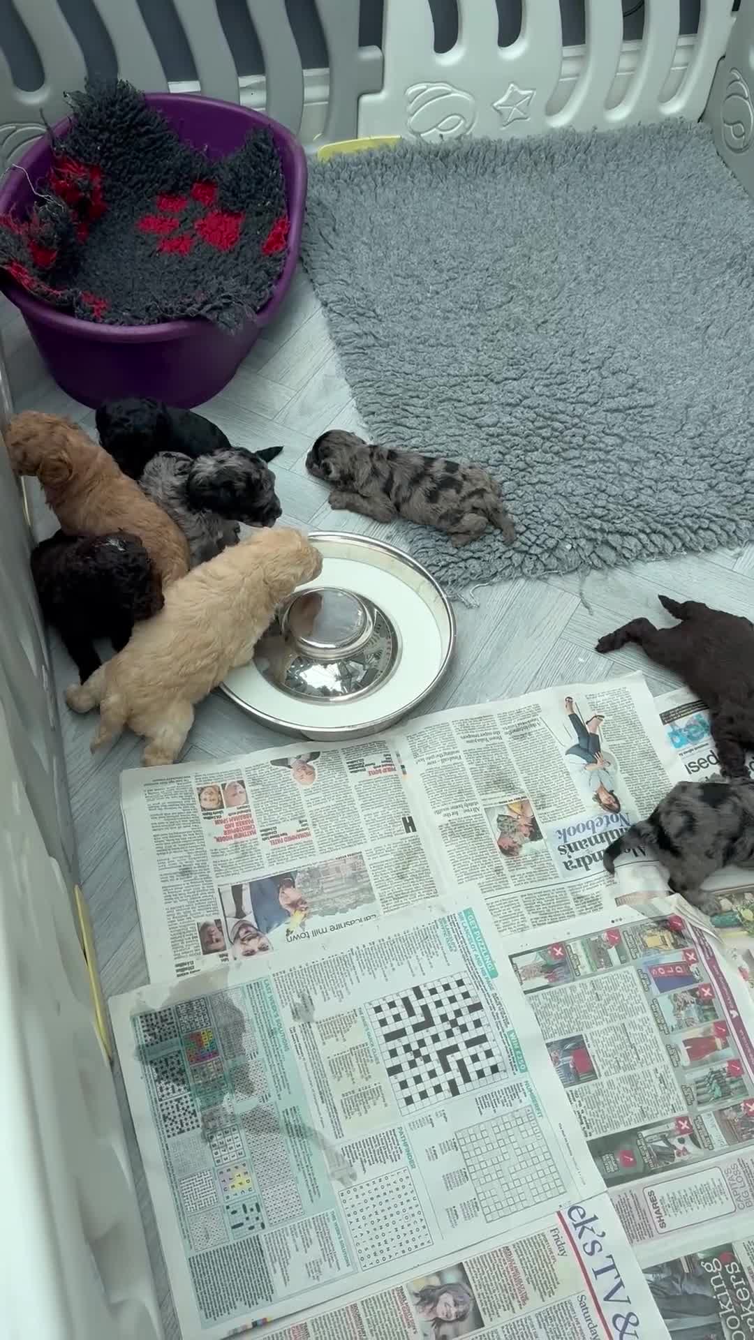 Labradoodle dogs for sale: Our Therapy Dog has had a litter of Labradoodles  - Video 2