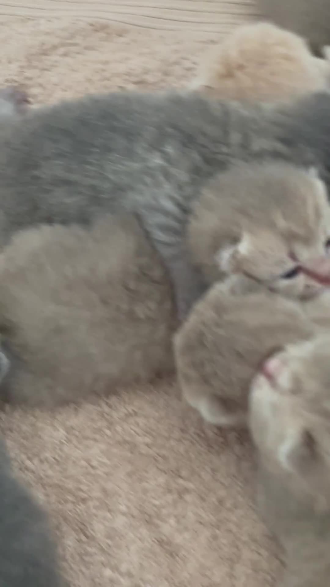 British Shorthair cats for sale: STUNNING LILAC TICKED TABBY GCCF FEMALE KITTENS  - Video 1