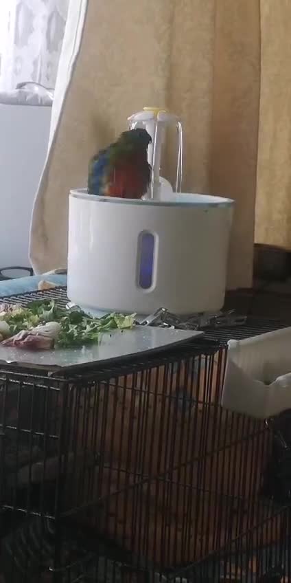 Parakeets birds for sale: Turqoisine parakeet - Video 1