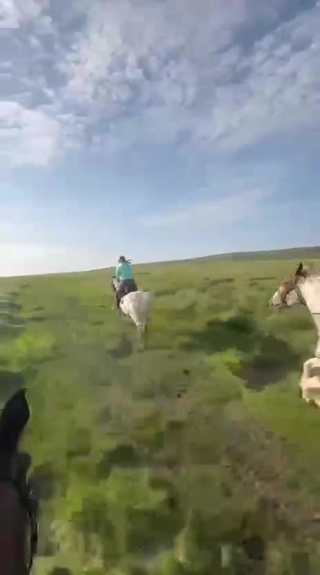 Appaloosa horses for sale: Knabstrupper x Appaloosa gelding  - Video 2
