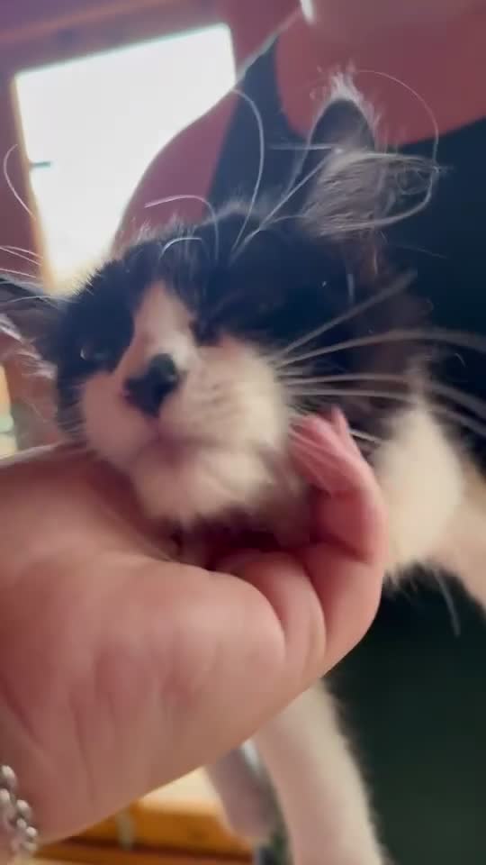 Mixed Breed cats for sale: Zeus is looking for a new home  - Video 2