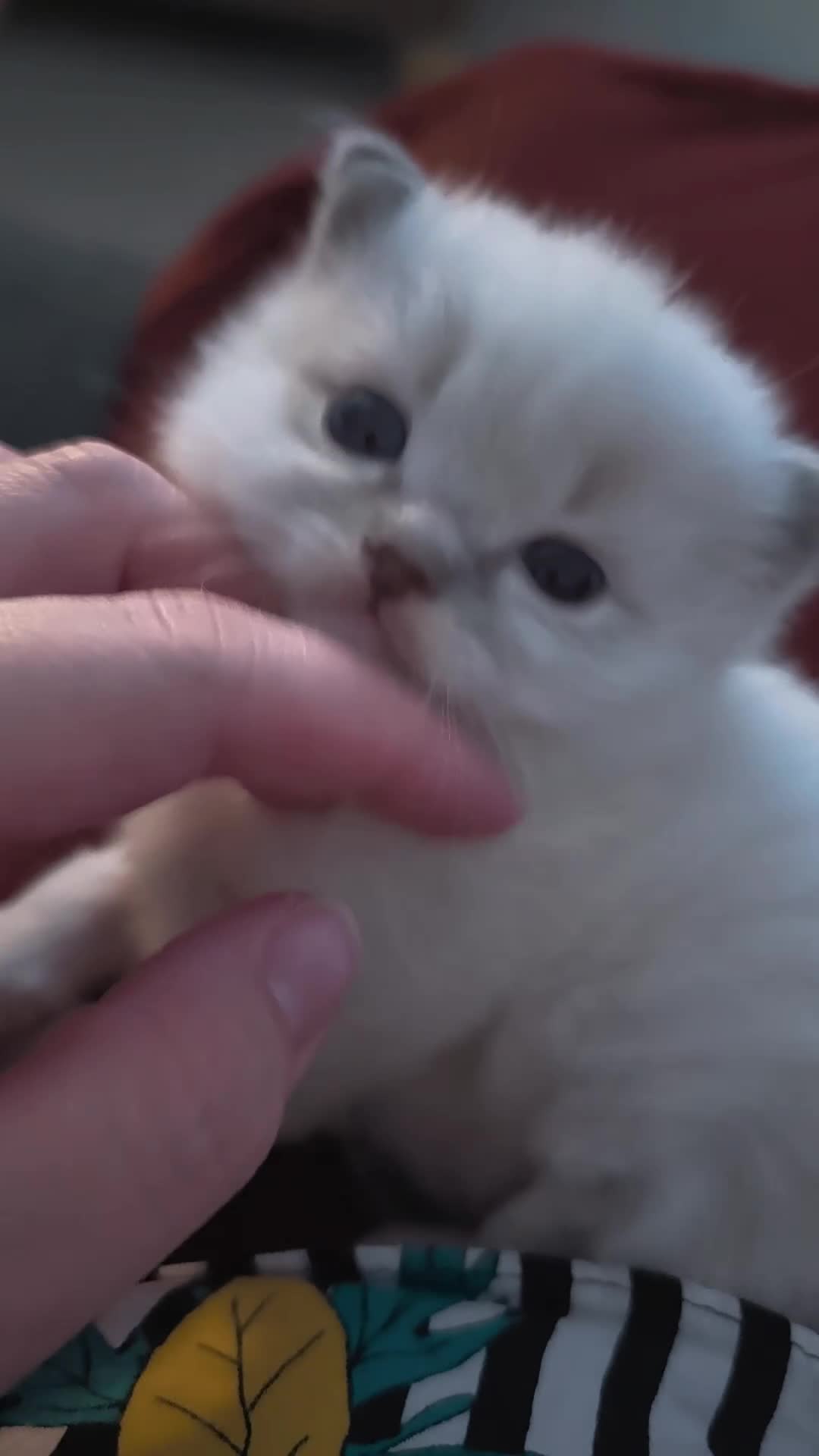 Ragdoll cats for sale: 😺Sweet affectionate Blue Ragdoll kitten 🐾 ! in Matlock - Video 2