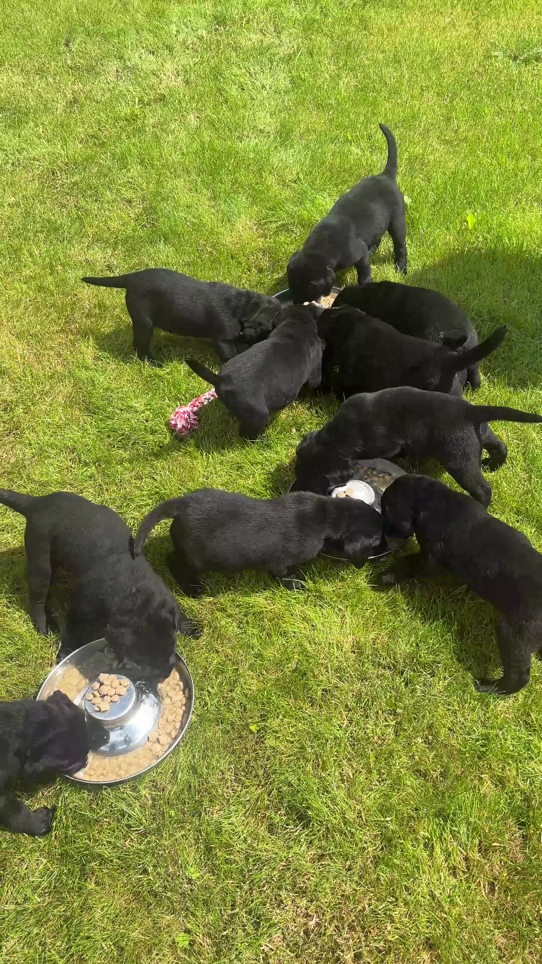 Labrador Retriever dogs for sale: Beautiful Black Labrador Puppies - Video 3
