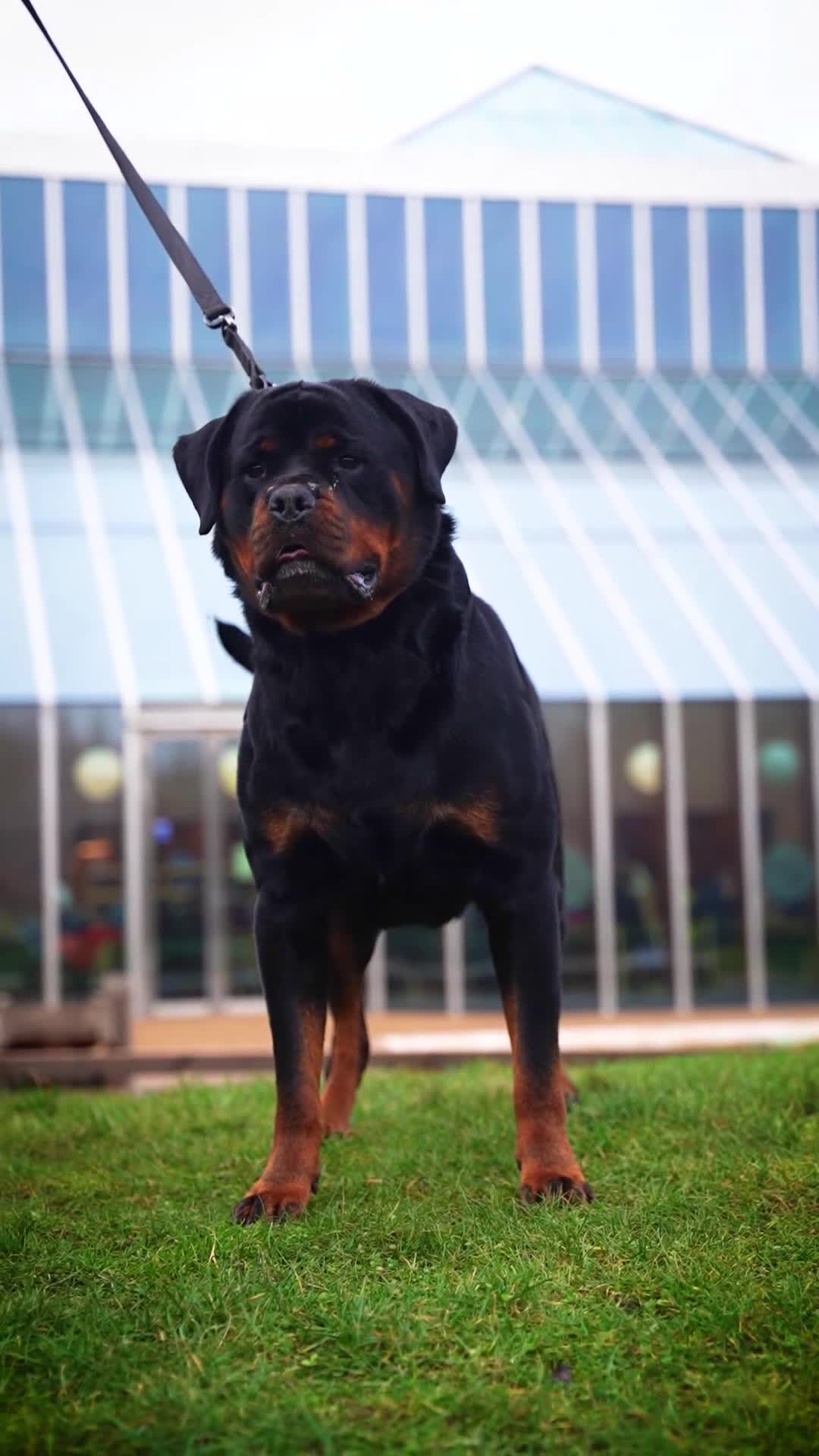 Rottweiler dogs for stud: Proven Health Tested Rottweiler Stud in Arrochar - Video 1