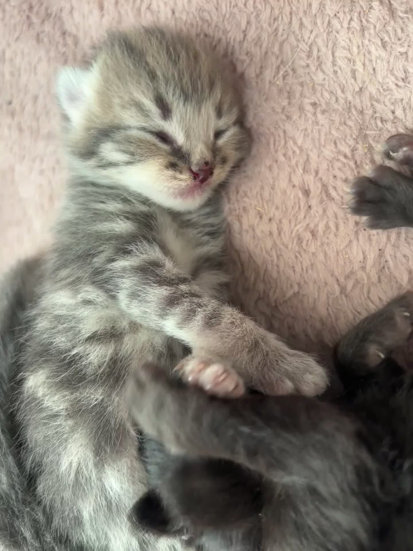 Mixed Breed cats for sale: Kittens  - Video 1