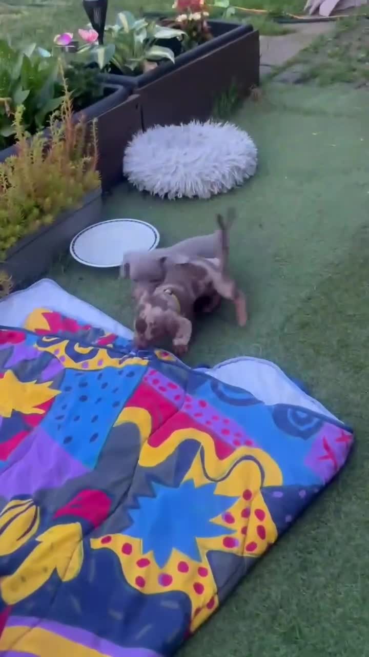 Dachshund dogs for sale: ❤️ Miniature Dachshund Puppies for Sale 🐾 - Video 1
