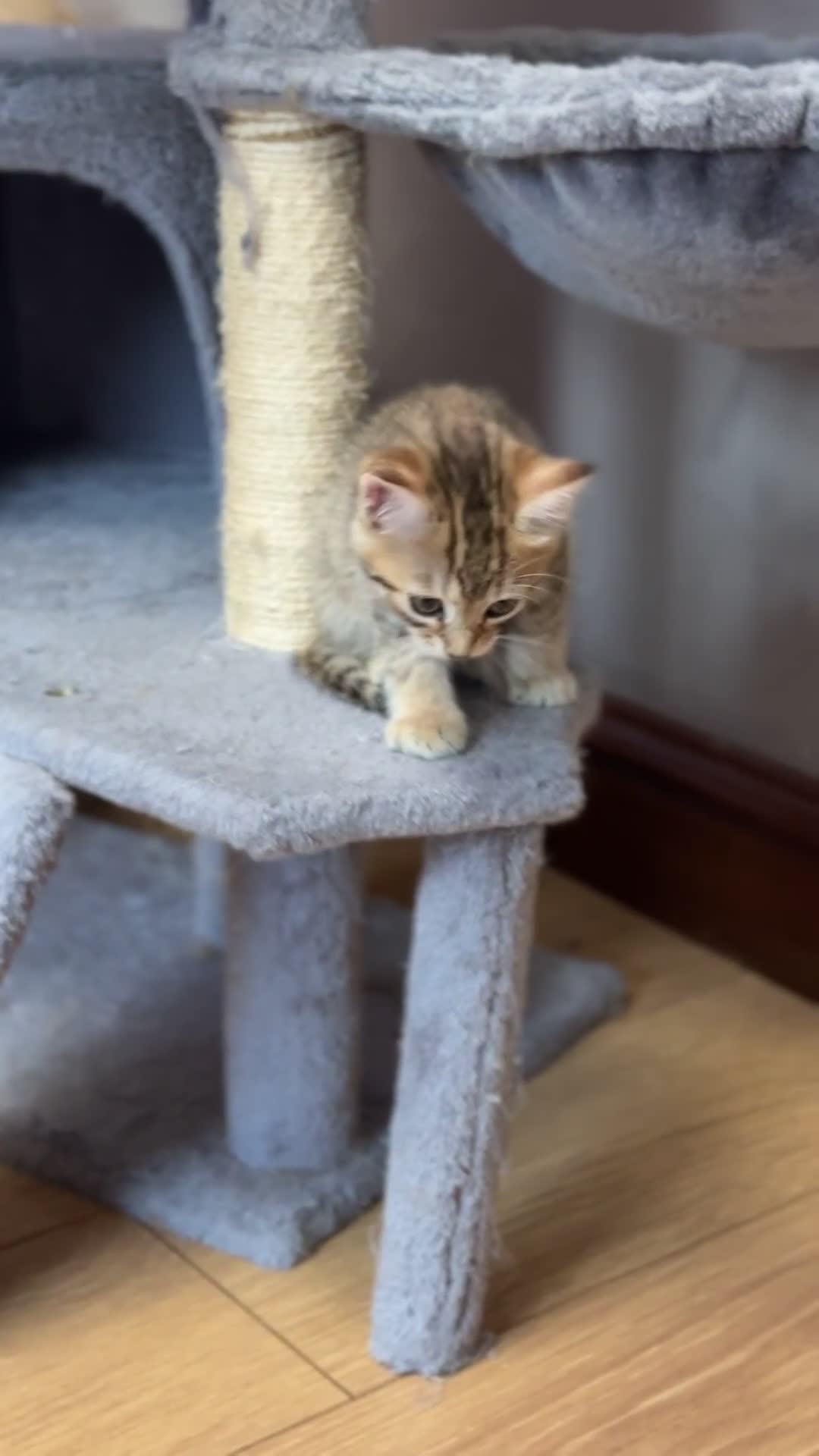 Mixed Breed cats for sale: Cutest kittens!  - Video 3
