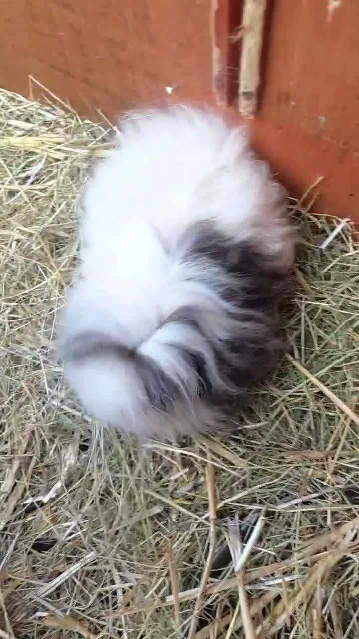 Guinea Pig rodents for sale: Baby guinepigs and adult  - Video 1