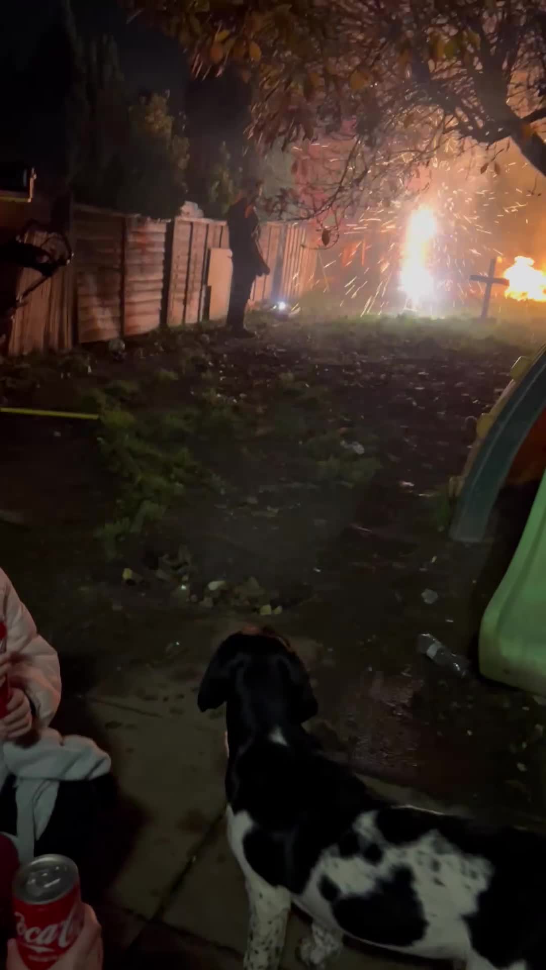 Mixed Breed dogs for sale: This is Oswald mix bread  - Video 1