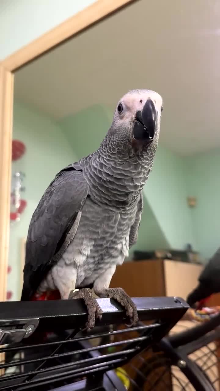 Parrots birds for sale: African grey parrot - Video 1