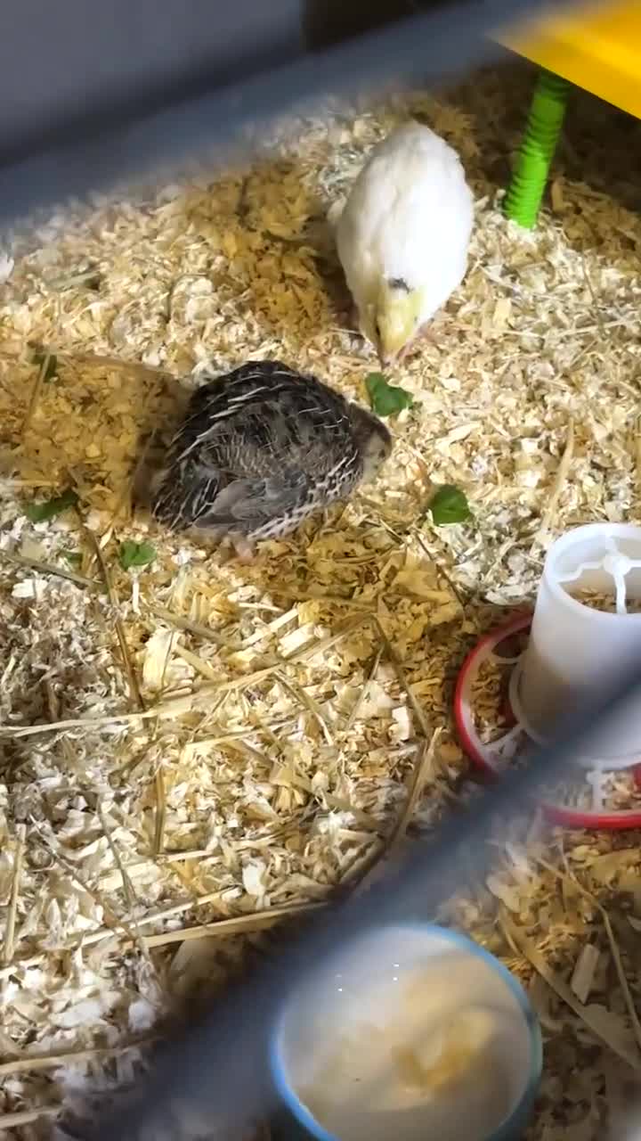 Quail poultry for sale: coturnix quail - Video 1