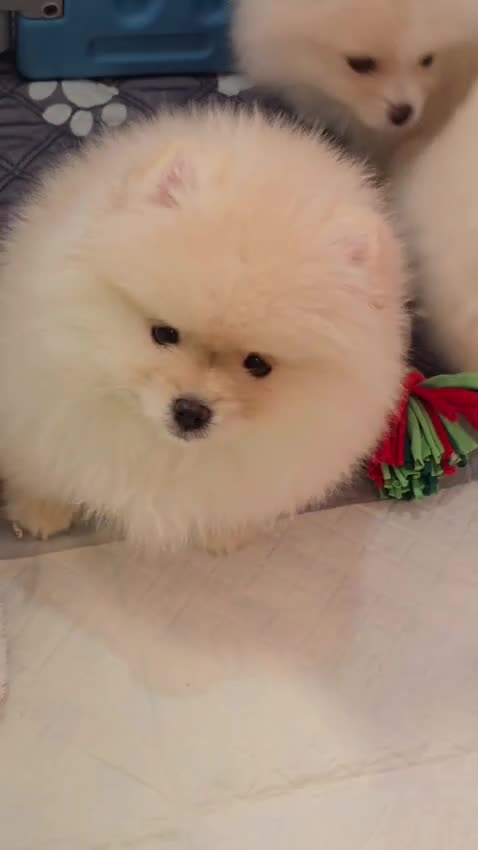 Pomeranian dogs for sale: 🌟 Stunning KC Registered Pomeranian Girls 🌟 - Video 1