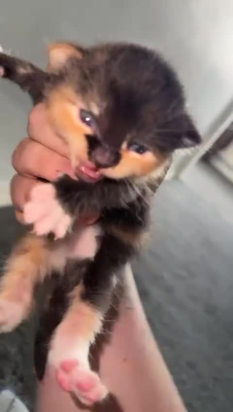 Mixed Breed cats for sale: Beautiful kittens for sale - Video 3