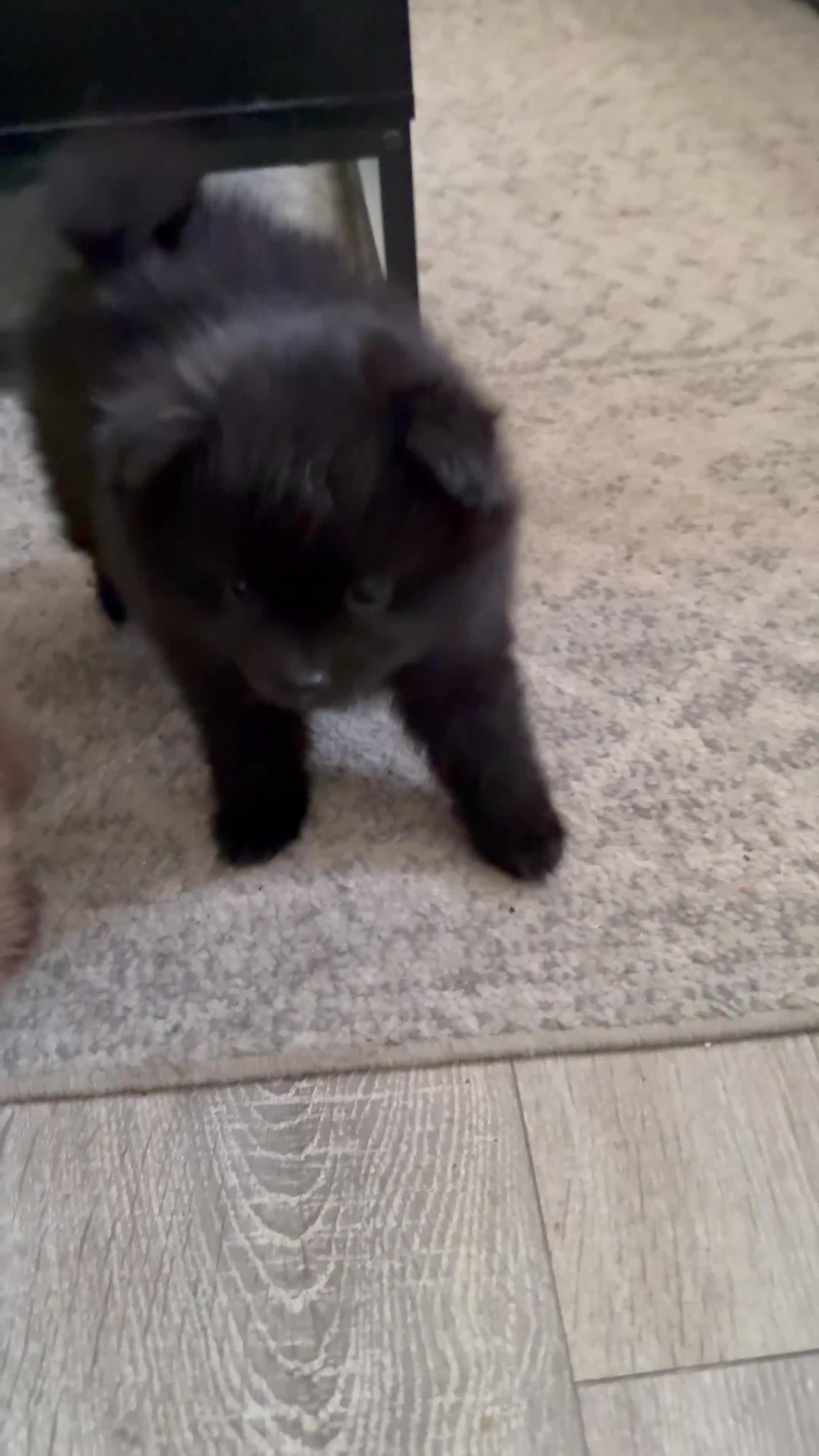 Pomeranian dogs for sale: Black Pomeranian Boy looking for his forever home - Video 1