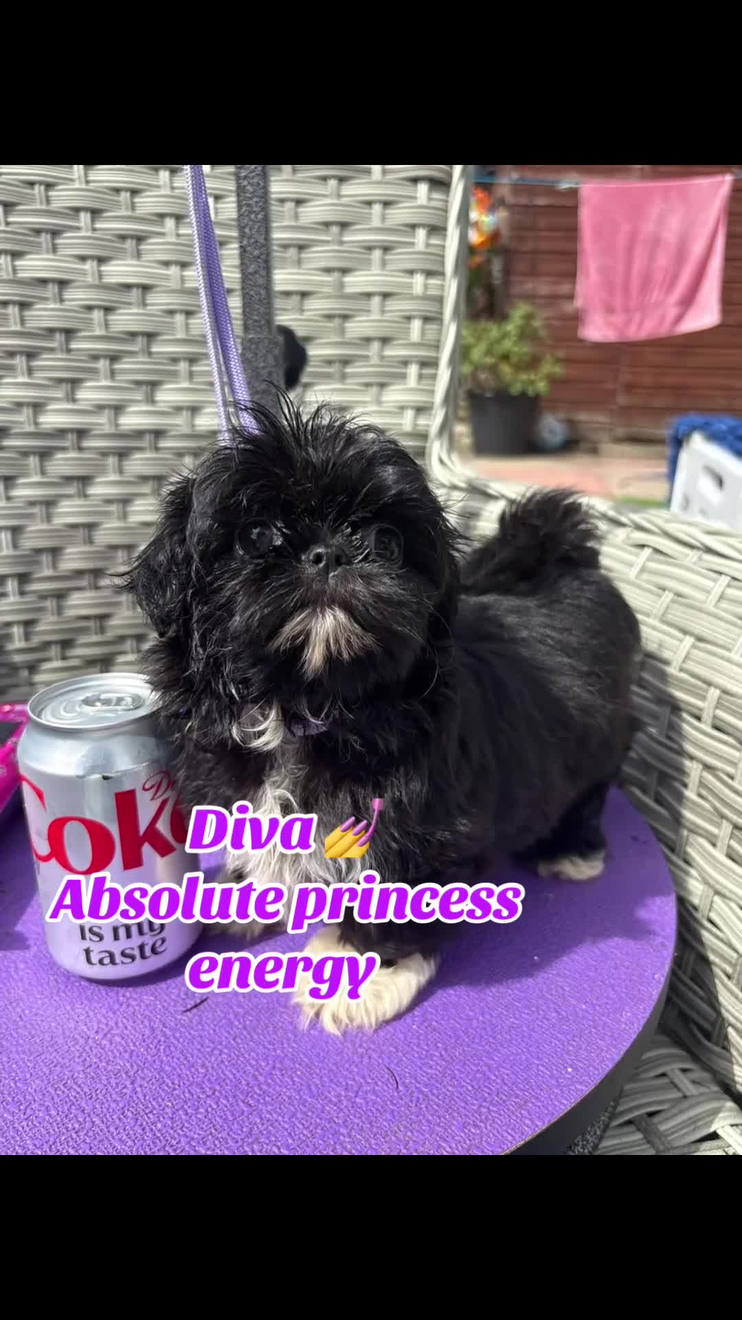Shih Tzu dogs for sale:  Ready Now KC & DNA Health Tested - Video 2