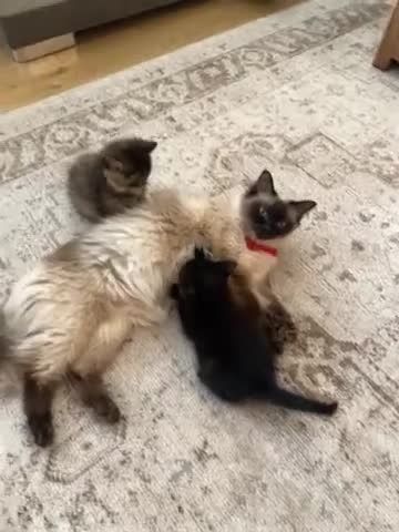 Ragdoll cats for sale: Ragdoll cross with British shorthair  in Newcastle upon Tyne - Video 2