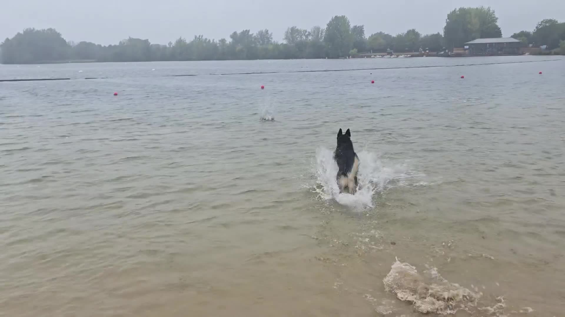 German Shepherd dogs for stud: German Shepherd for Stud - Video 1